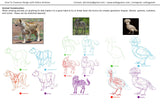 Intro to Animal Drawing with Polina Hristova (Online Course)