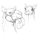 Intro to Animal Drawing with Polina Hristova (Online Course)