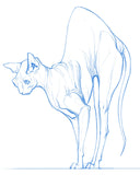 Intro to Animal Drawing with Polina Hristova (Online Course)
