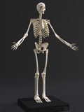 3D Human Anatomy in ZBrush with Kyle Kane (Online Course)
