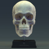 3D Human Anatomy in ZBrush with Kyle Kane (Online Course)