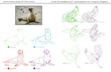 Intro to Animal Drawing with Polina Hristova (Online Course)